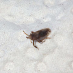 Asiraca