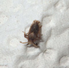 Asiraca