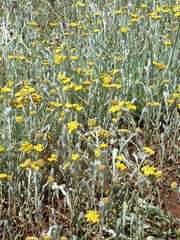 Helichrysum aureonitens