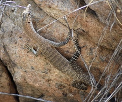 Varanus glebopalma