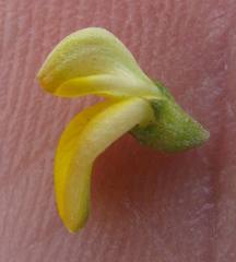 Aspalathus acuminata acuminata