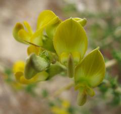 Aspalathus acuminata acuminata