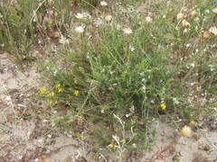 Aspalathus acuminata acuminata