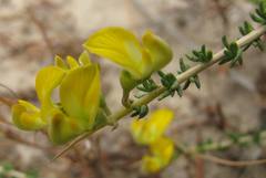 Aspalathus acuminata acuminata