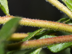 Eucalyptus baxteri