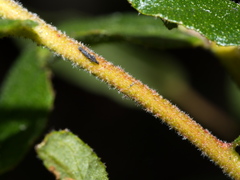 Eucalyptus baxteri