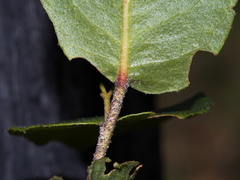 Eucalyptus baxteri