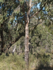 Eucalyptus falciformis