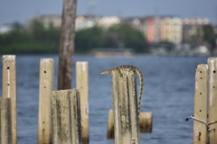 Varanus salvator macromaculatus