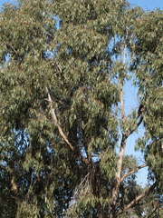 Eucalyptus falciformis