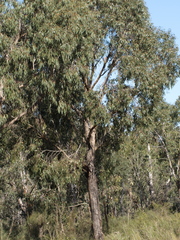 Eucalyptus falciformis