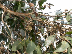 Eucalyptus baxteri