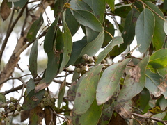 Eucalyptus baxteri