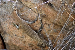 Varanus glebopalma