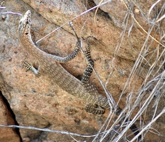 Varanus glebopalma