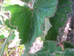 Pelargonium cordifolium