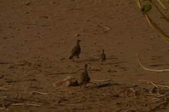 Ortygornis pondicerianus