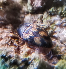 Litargus