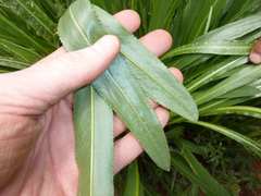 Senecio inornatus