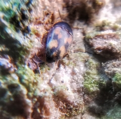 Litargus