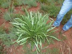 Senecio inornatus