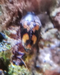 Litargus