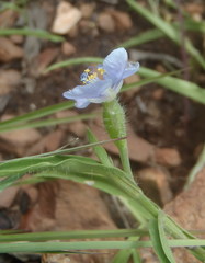 Commelina modesta