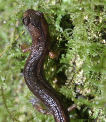 Tico Salamander photo 3