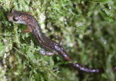 Tico Salamander photo 4