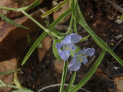 Commelina modesta