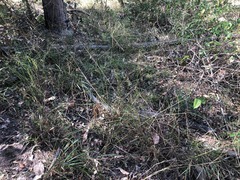 Digitaria breviglumis