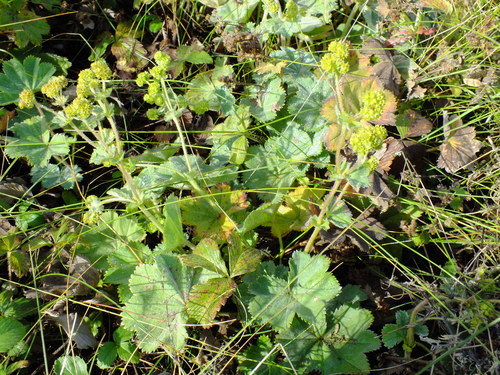 Alchemilla exilis
