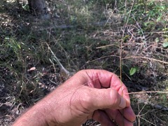 Digitaria breviglumis