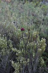 Euryops wageneri