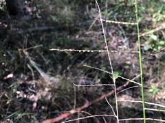 Digitaria breviglumis