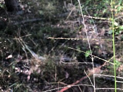 Digitaria breviglumis