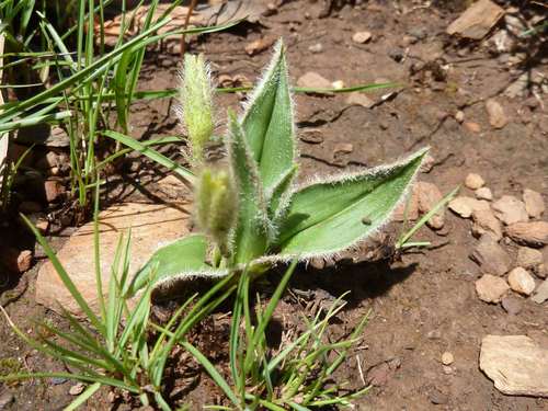 Hypoxis multiceps (Hypoxis multiceps)