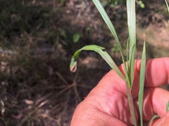 Digitaria breviglumis