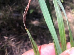 Digitaria breviglumis