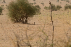 Vulpes vulpes pusilla