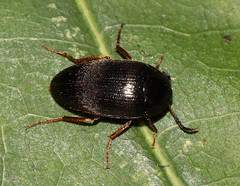 Eustrophinae