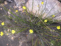 Osteospermum asperulum