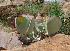 Cotyledon orbiculata oblonga