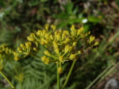 Glia prolifera