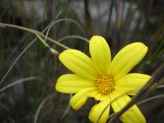 Osteospermum asperulum