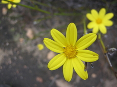 Osteospermum asperulum