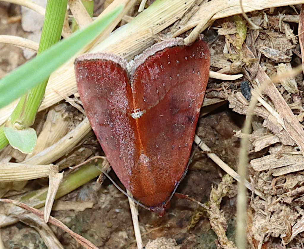 Galgula partita (Galgula partita)