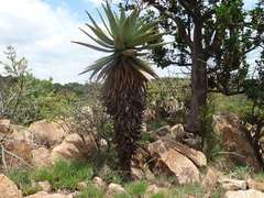 Aloe marlothii marlothii