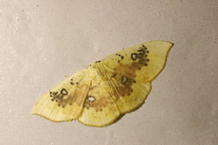 Cyclophora albiocellaria