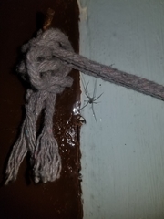 Araneae